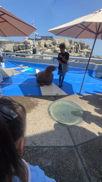 大分マリーンパレス水族館 「うみたまご」に投稿された画像（2026/9/23）