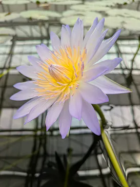掛川花鳥園に投稿された画像（2026/9/23）