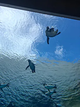 島根県立 しまね海洋館に投稿された画像（2026/9/23）