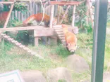 恩賜上野動物園に投稿された画像（2026/9/23）