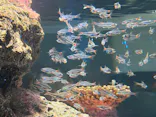 AQUARIUM × ART　atoa×felissimo chocolate museum（フェリシモ チョコレート ミュージアム）に投稿された画像（2026/9/23）