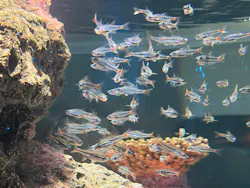 AQUARIUM × ART　atoa×felissimo chocolate museum（フェリシモ チョコレート ミュージアム）に投稿された画像（2026/9/23）