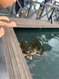 串本海中公園水族館に投稿された画像（2026/9/23）