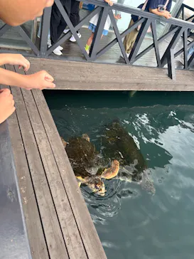 串本海中公園水族館に投稿された画像（2026/9/23）