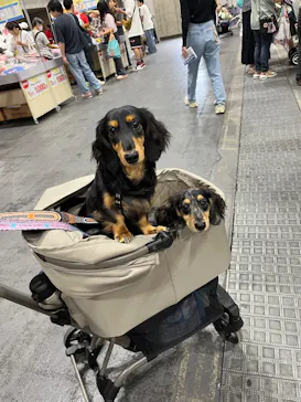Pet博 大阪会場 Pet Exposition in Osakaに投稿された画像（2026/9/23）