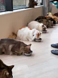 Cat Café MOFF グランベリーパーク店に投稿された画像（2026/9/23）