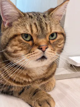 Cat Café MOFF グランベリーパーク店に投稿された画像（2026/9/23）