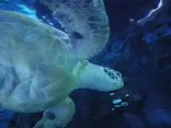 しながわ水族館に投稿された画像（2026/9/23）