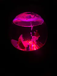 アートアクアリウム美術館 GINZAに投稿された画像（2026/9/23）