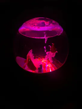 アートアクアリウム美術館 GINZAに投稿された画像（2026/9/23）