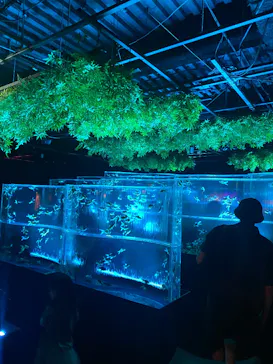 アートアクアリウム美術館 GINZAに投稿された画像（2026/9/23）