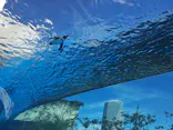 サンシャイン水族館に投稿された画像（2026/9/23）
