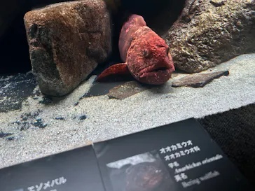 環境水族館アクアマリンふくしまに投稿された画像（2026/9/23）