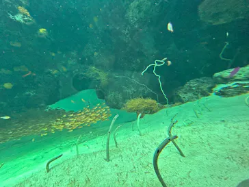 環境水族館アクアマリンふくしまに投稿された画像（2026/9/23）