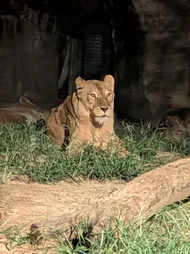 天王寺動物園に投稿された画像（2026/9/23）