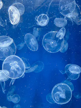 葛西臨海水族園に投稿された画像（2026/9/23）
