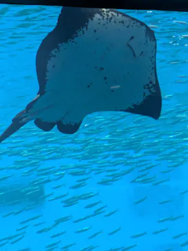 仙台うみの杜水族館に投稿された画像（2026/9/23）