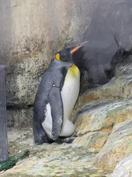 仙台うみの杜水族館に投稿された画像（2026/9/23）