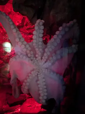 仙台うみの杜水族館に投稿された画像（2026/9/23）