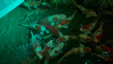 AQUARIUM × ART　atoaに投稿された画像（2026/9/23）