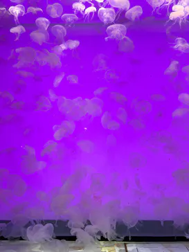アクアワールド茨城県大洗水族館に投稿された画像（2026/9/23）