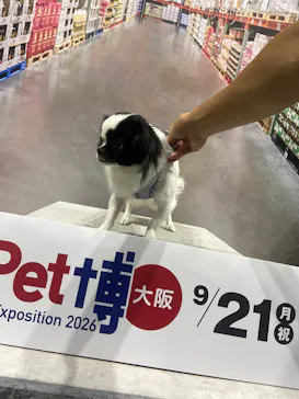 Pet博 大阪会場 Pet Exposition in Osakaに投稿された画像（2026/9/23）