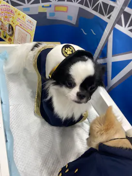 Pet博 大阪会場 Pet Exposition in Osakaに投稿された画像（2026/9/23）