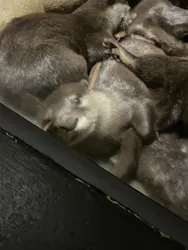 世界淡水魚園水族館　アクア・トトぎふに投稿された画像（2026/9/23）