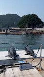 うみたま体験パーク 「つくみイルカ島」に投稿された画像（2026/9/23）