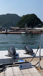 うみたま体験パーク 「つくみイルカ島」に投稿された画像（2026/9/23）