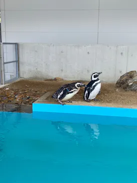 うみたま体験パーク 「つくみイルカ島」に投稿された画像（2026/9/23）