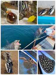 うみたま体験パーク 「つくみイルカ島」に投稿された画像（2026/9/23）