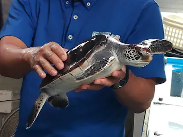 串本海中公園水族館に投稿された画像（2026/9/23）