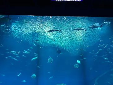 アクアワールド茨城県大洗水族館に投稿された画像（2026/9/23）