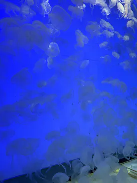アクアワールド茨城県大洗水族館に投稿された画像（2026/9/23）