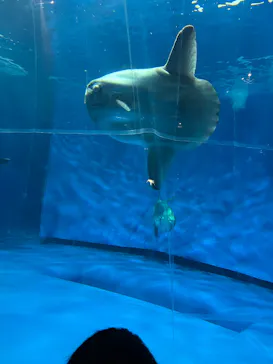 アクアワールド茨城県大洗水族館に投稿された画像（2026/9/23）