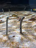 AQUARIUM × ART　atoaに投稿された画像（2026/9/23）