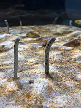 AQUARIUM × ART　atoaに投稿された画像（2026/9/23）