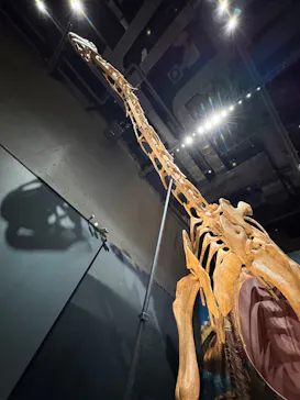 福井県立恐竜博物館に投稿された画像（2026/9/23）