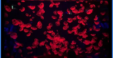 名古屋港水族館に投稿された画像（2026/9/23）