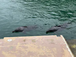 下田海中水族館に投稿された画像（2026/9/23）
