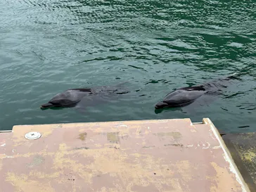 下田海中水族館に投稿された画像（2026/9/23）