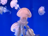 新江ノ島水族館に投稿された画像（2026/9/23）