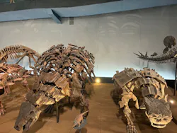福井県立恐竜博物館に投稿された画像（2026/9/23）