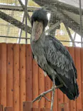 掛川花鳥園に投稿された画像（2026/9/23）