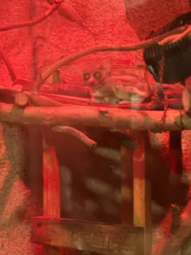 天王寺動物園に投稿された画像（2026/9/23）