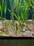 大分マリーンパレス水族館 「うみたまご」に投稿された画像（2026/9/24）