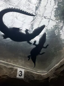 熱川バナナワニ園に投稿された画像（2026/9/23）