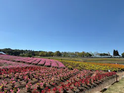 牧歌の里に投稿された画像（2026/9/23）
