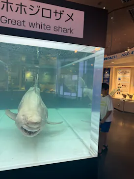 沖縄美ら海水族館に投稿された画像（2026/9/23）